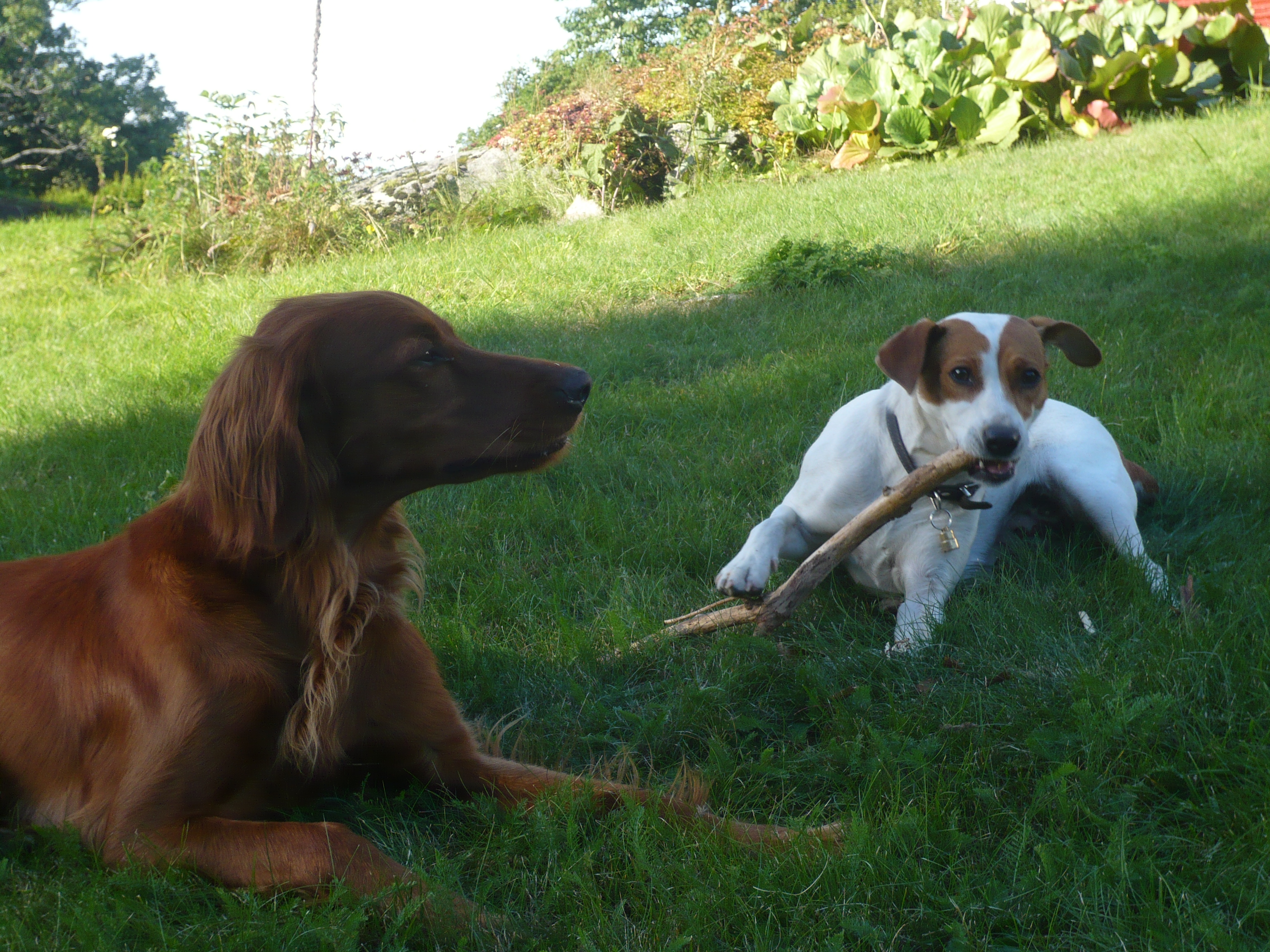 Hundevenner - Irsk Setter og Dansk Svensk gårdshund