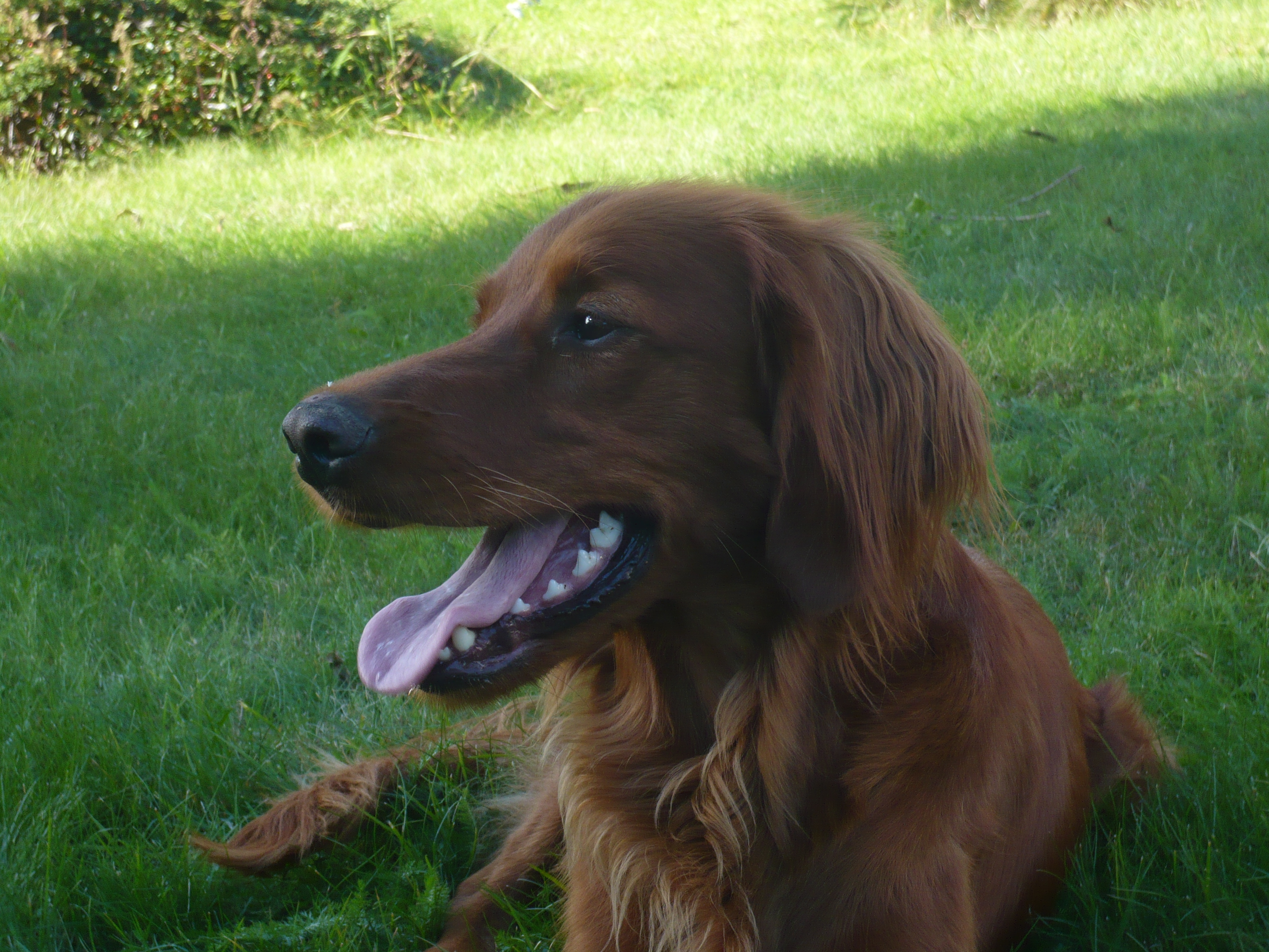 Hund - Irsk Setter