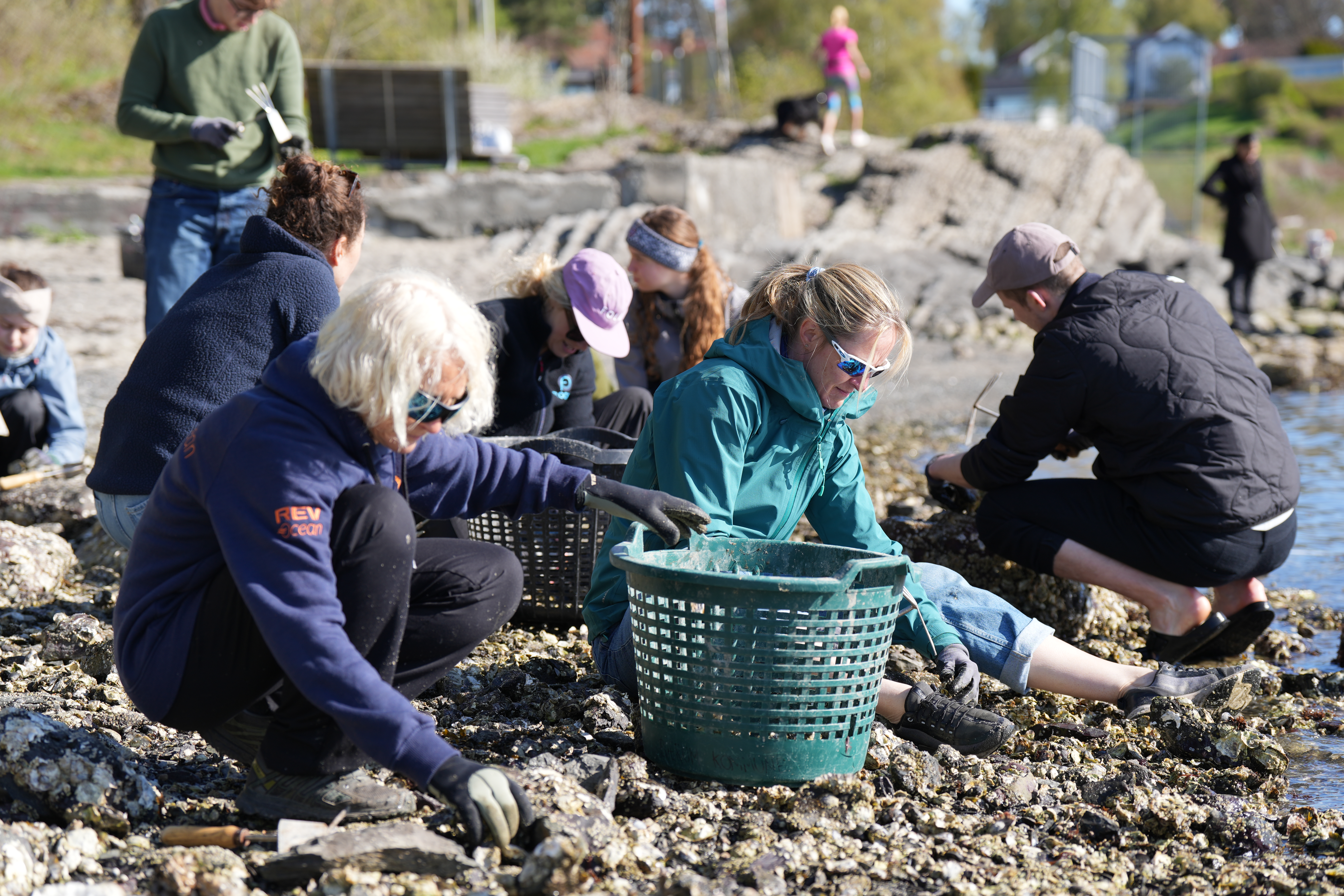 To kvinner plukker østers mens de sitter i vannkanten, som de legger i en plastbøtte. Flere personer i bakgrunnen som gjør det samme.