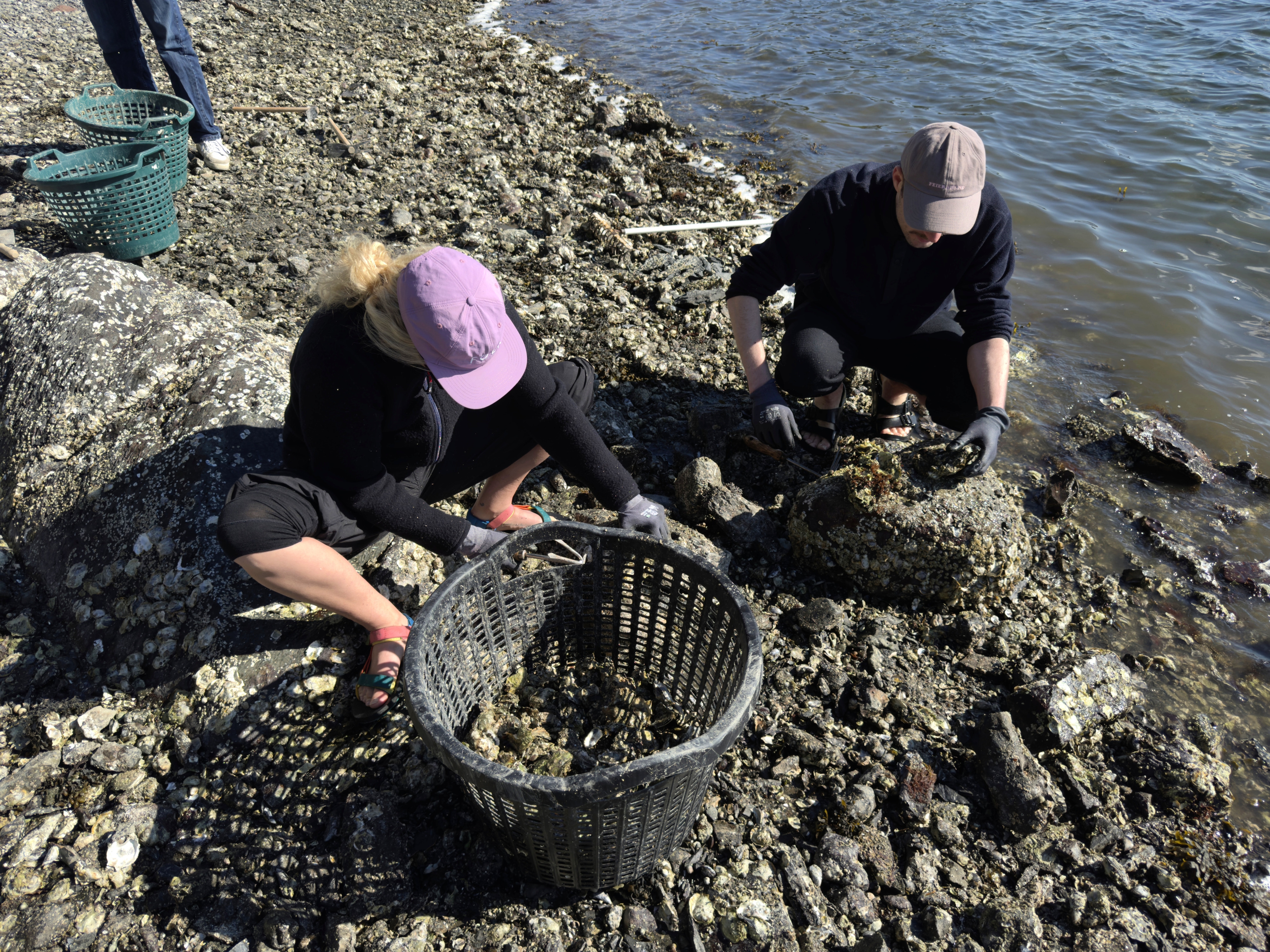 To personer fjerne østers i vannkanten med et hakke og legger det i en kurv.