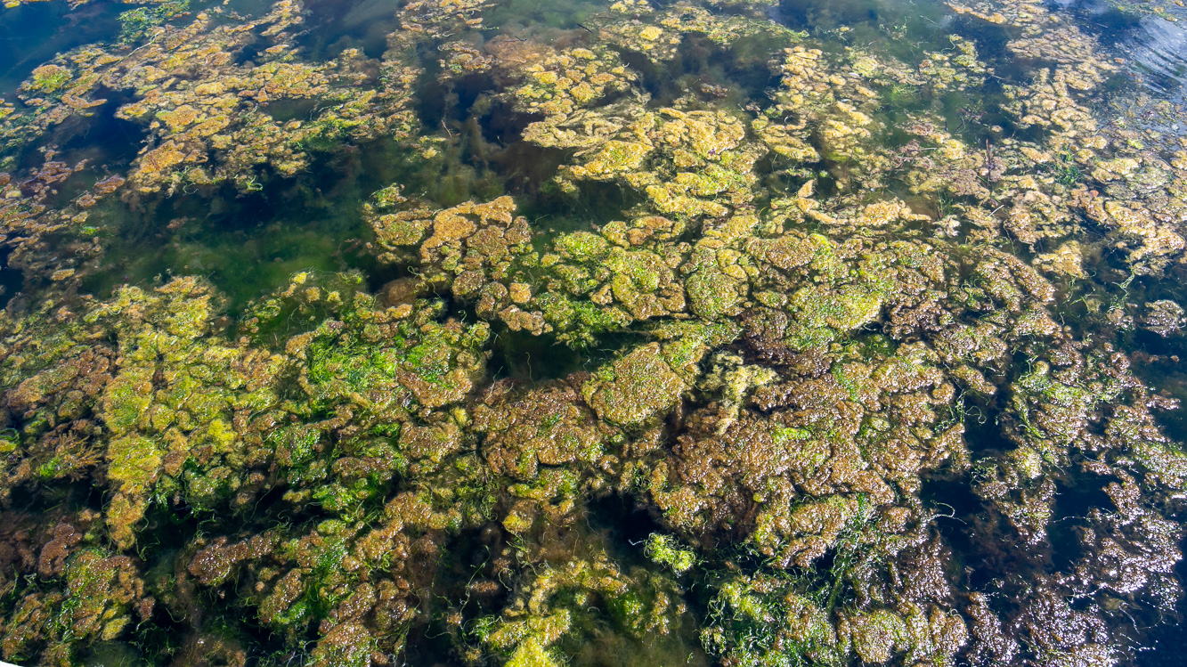 Bilde av lurv i sjø