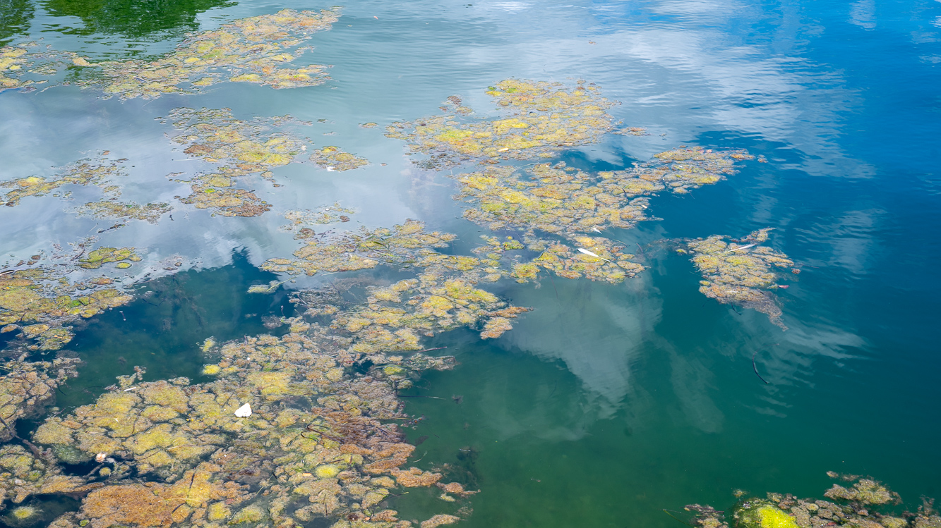 Bilde av lurv i fjorden.
