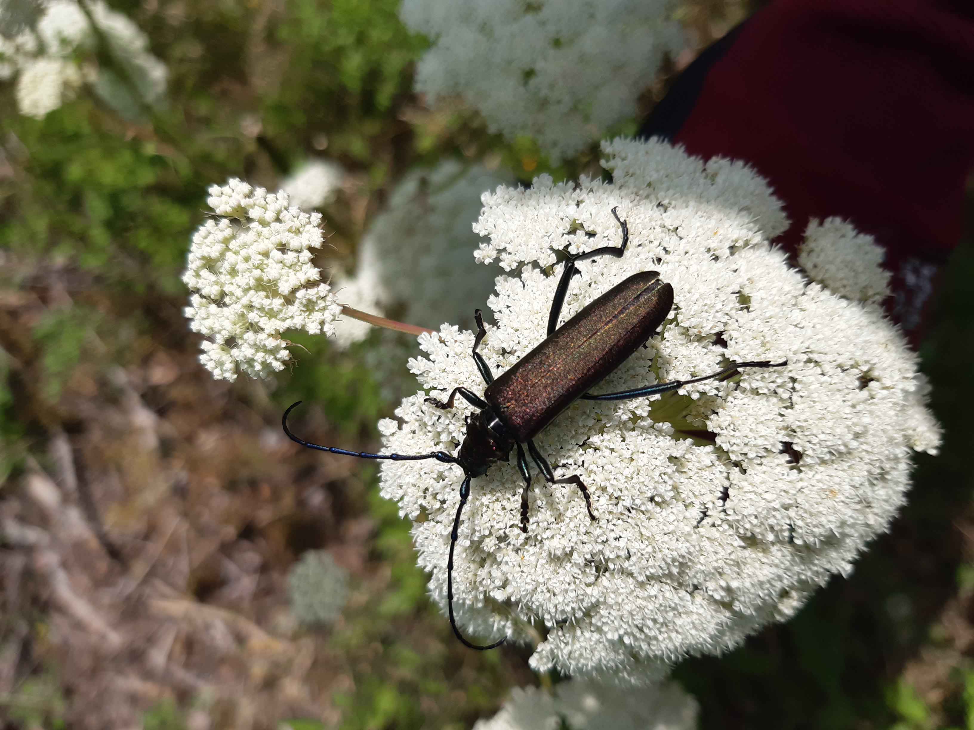Hjorterot med moskusbukk.