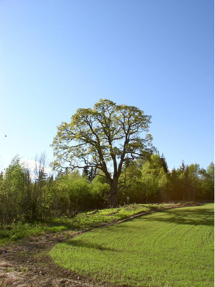 På avtalt sted ved eika la Grinifanger
